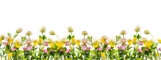 Obraz na płótnie Canvas Wild flowers border isolated on white background