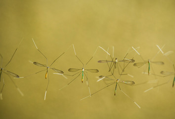 Crane fly