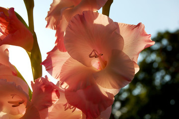 Pale pink gladiolus flower in back light