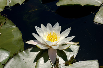 White lotus among river water in sun light