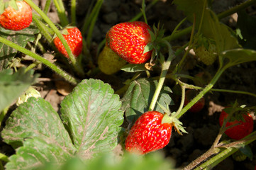 5 red strawberries among other green strawberries and leaves