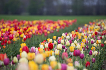 Tulpe, Tulpen, Tulpenfeld