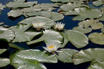 Three white lotuses among lotus green leaves on river among rays of sun