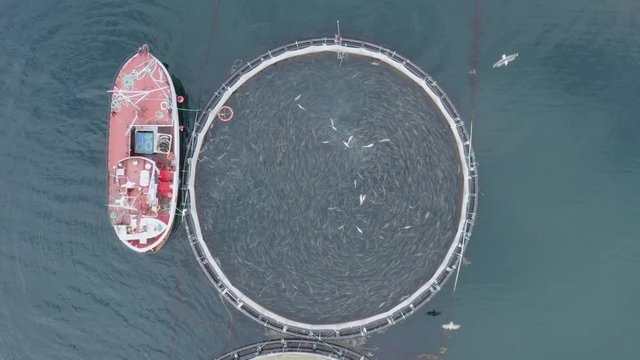 aerial video of Fish farm located in northern Norway. Fishing season traditionally starts every winter. Cod and salmon commercial fishery. 