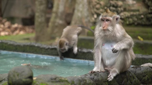 Wild monkeys watch brocade carps swimming in the pond at sacred monkey forest in Ubud, Bali, Indonesia. Monkey forest park travel landmark in Asia where monkeys live in wildlife environment