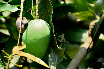 fruit, tree, green, food, nature, leaf, apple, branch, garden, plant, agriculture, healthy, leaves, fresh, nut, organic, walnut, natural, summer, unripe, ripe, orchard, farm, growing, growth, mango