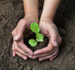 Hands holding a young plant. Close-up.