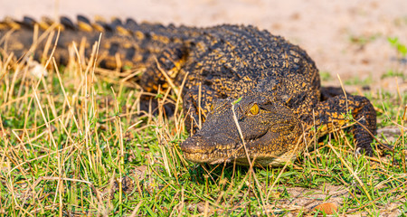 Nile crocodile (Crocodylus niloticus) in the Chobe National Park, Botswana