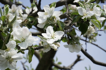 biało kwitnąca jabłoń - obrazy, fototapety, plakaty