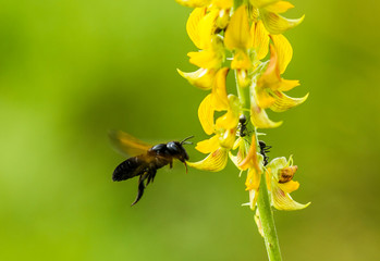 bee on yellow flower