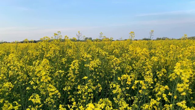 blooming green fields with bright rapeseed flowers, blue sky, natural landscape, concept of beauty of nature, ecology, environment, agricultural, background for designer