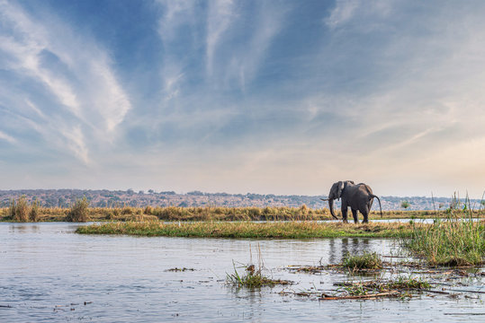 Elephants In The Chobe National Park, Botswana