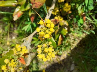 yellow flowers in the garden