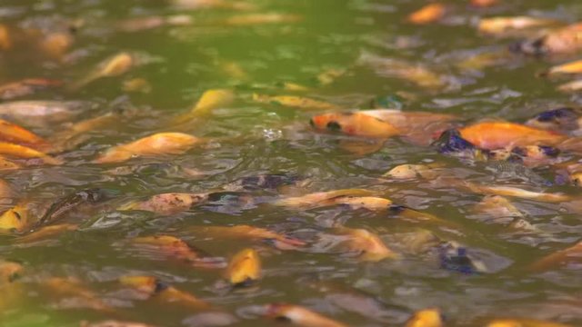 Koi fish or Amur carp fish slow motion swimming in pond. It more specifically nishikigoi and colored varieties of carp in outdoor pond or garden and waterfall. It golden red orange and yellow of body