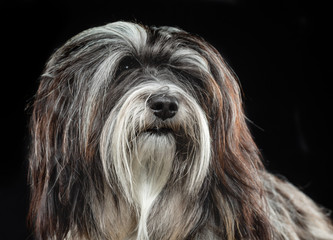 Naklejka na ściany i meble Tibetan Terrier, dog, portrait on a black background