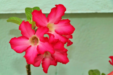 Red adenium flowers. Adenium obesum is a colorful houseplant in temperate regions.