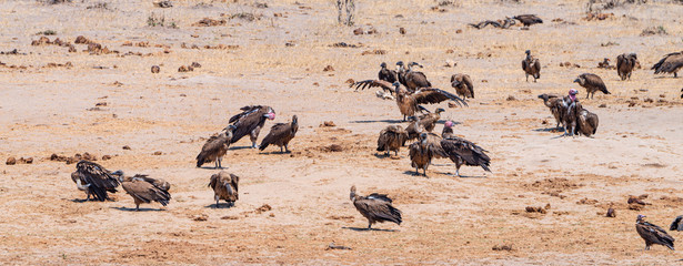 Group of Vultures in the Hwange National Park, Zimbabwe
