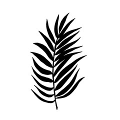 Tropical leaf silhouettes isolated on white background. Chamaedorea. Vector illustration.