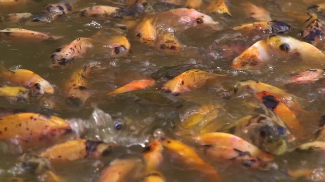 Koi fish or Amur carp fish slow motion swimming in pond. It more specifically nishikigoi and colored varieties of carp in outdoor pond or garden and waterfall. It golden red orange and yellow of body
