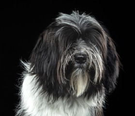 Naklejka na ściany i meble Tibetan Terrier, dog, portrait on a black background