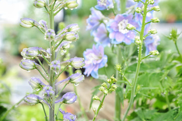 Obraz premium Fleurs et gouttes d'eau