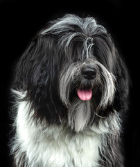 Tibetan Terrier, dog, portrait on a black background