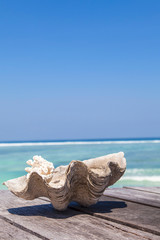 seashell on the beach, gili trawangan island, Bali, Indonesia.