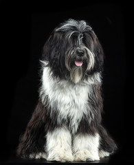 Tibetan Terrier, a dog sitting on a black background