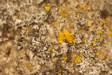 mold on a tree close-up