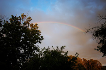 Rainbow in garden above trees