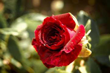 Dark red rose in light of sun 