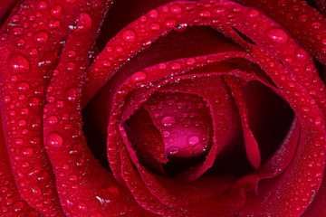 Drops of rain on the rose-red background.