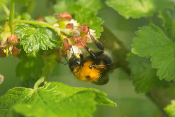 A bee extracts nectar from a flower in spring.
