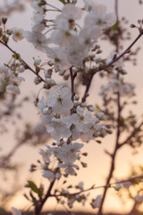 Cherry tree flowers in spring. spring flowering gardens.