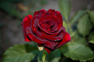 Dark red rose on green background in garden