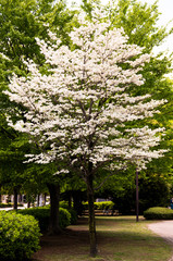 ハナミズキ　はなみずき　花水木