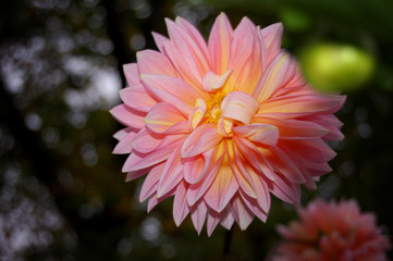 Light pink dahlia on dark blue and green backgroung