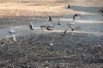 blurred focus a flock of sparrow birds scatters in different directions. Brown sparrows hiding on brown ground, camouflaging birds in their natural environment