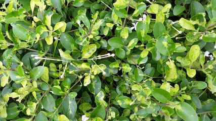 Green leaves in the garden