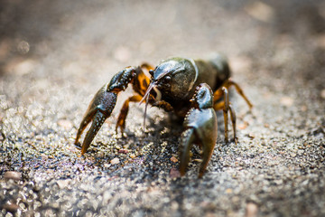 A craw fish getting out of his water and walking on rock pavement with large craws