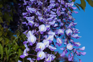 藤　藤の花　wisteria 青　blue