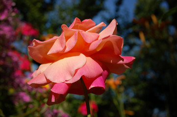 Big bright pink rose in bring sun light in garden 
