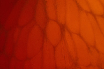 orange abstract background