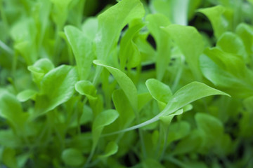 Growing the lettuce.
