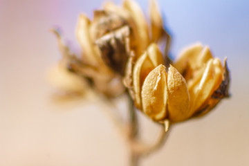 brite macro of two dry flowers
