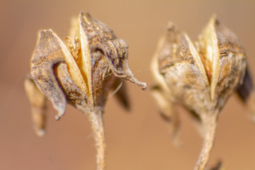 close up of dry flowers