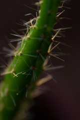 cactus close up on black