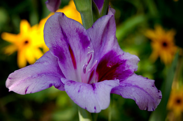 Purple iris on background of yellow flowers