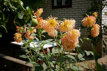 Bush of orange dahlia flowers on bsckground of table and house