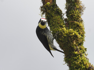 Eichelspecht in Gerardo de Dota, Costa Rica